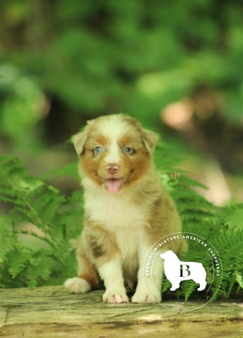 Miniature Australian Shepherd puppy for sale + 66432