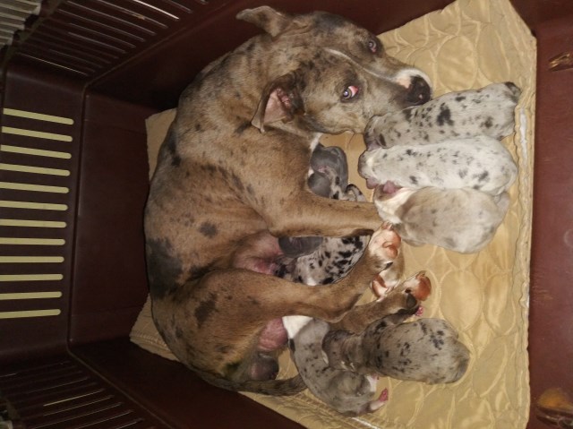 Merle American Pitbull Terrier puppies