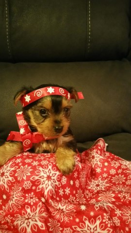 Yorkshire Terrier puppy for sale + 47739