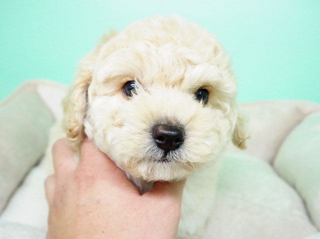 Maltipoo Puppy- Male- Max ($1,350)