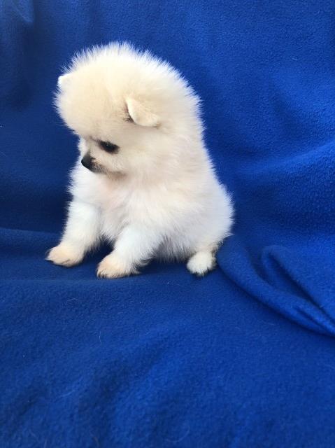 Pomeranian puppy for sale + 58980