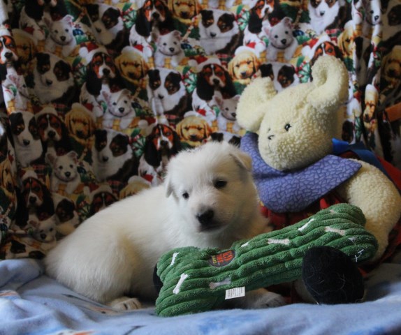 White Shepherd puppies