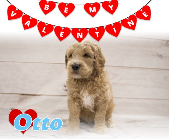 F1B STANDARD GOLDENDOODLE (OTTO)