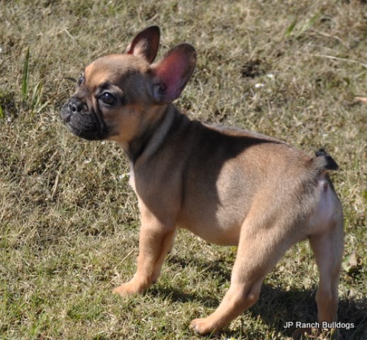 AKC  French Bulldog Puppies for Christmas