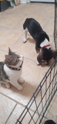 Basset Hound puppy for sale + 65989
