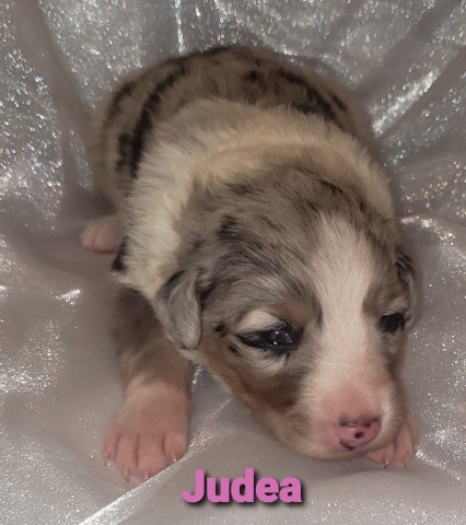 Australian Shepherd Dog puppy for sale + 60332