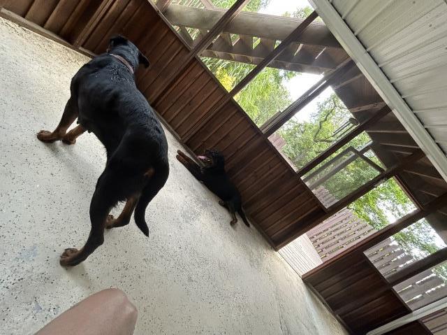 Rottweiler puppy for sale + 64974