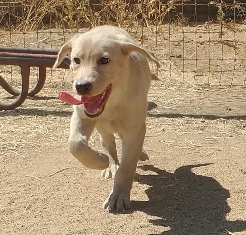 Labrador Retriever puppy for sale + 66768
