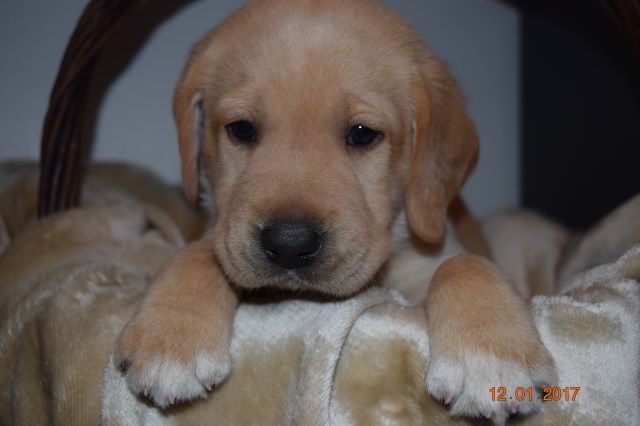 AKC Fox Red Yellow Labrador Retriever Puppies - Available February 2017