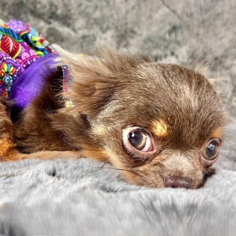 Chihuahua puppy for sale + 66796