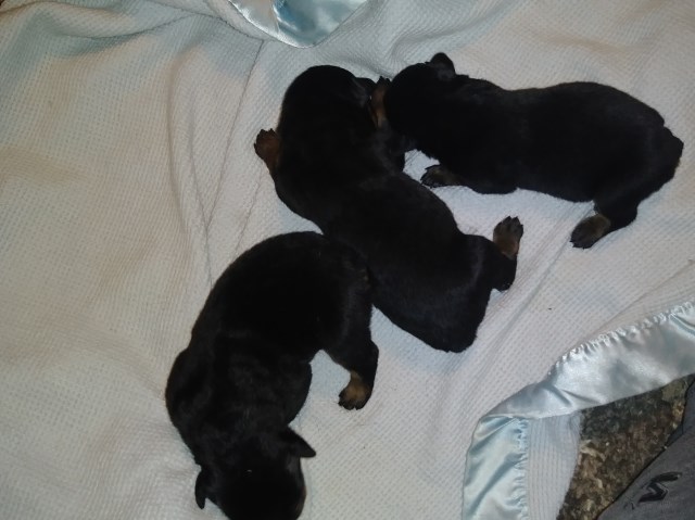 Rottweiler puppy for sale + 54004