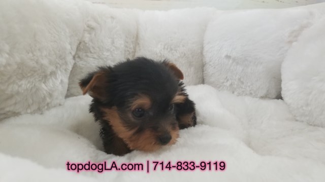 Yorkshire Terrier puppy for sale + 52516
