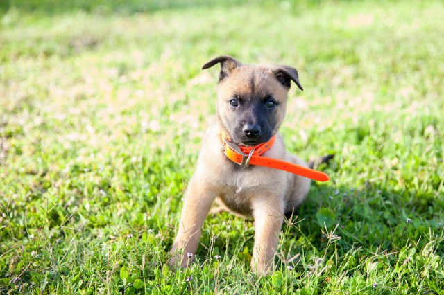 Malinois puppy for sale + 53539