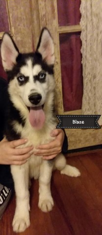 AKC Purebred Siberian Husky Puppies Ready Now!