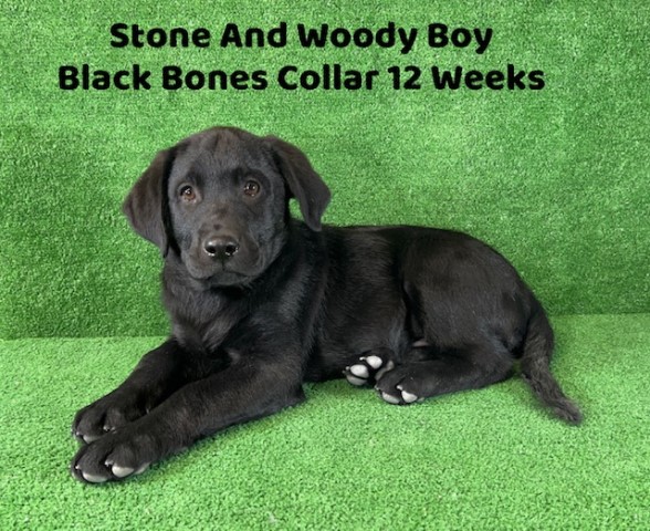 Labrador Retriever puppy for sale + 64003