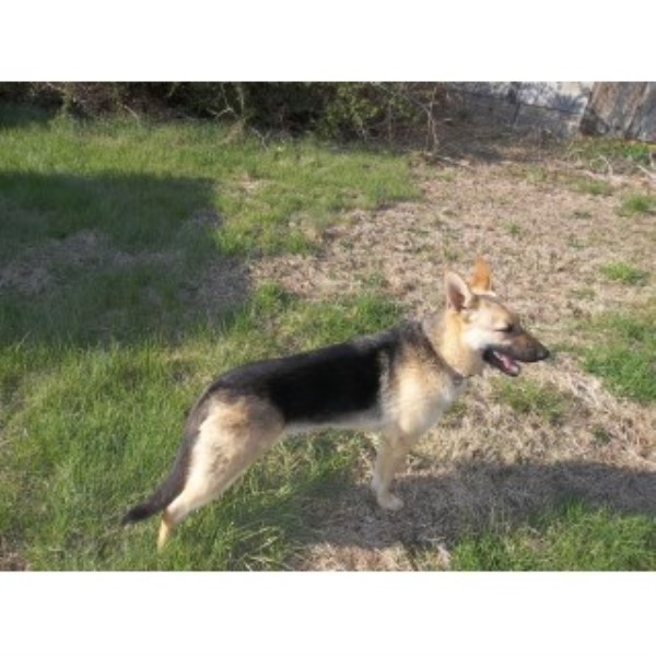 Female German Shepherd