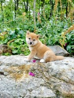 Shiba Inu Puppies Shiba Inu for sale/adoption