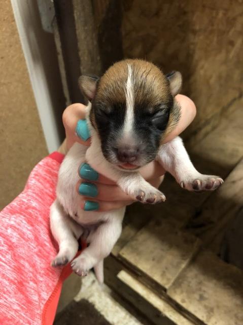 Australian Cattle Dog puppy dog for sale in Ellensburg, Washington