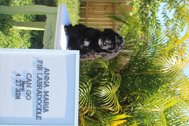 Anna Maria - F1B Labradoodle