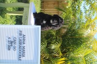 Anna Maria - F1B Labradoodle Labradoodle for sale/adoption