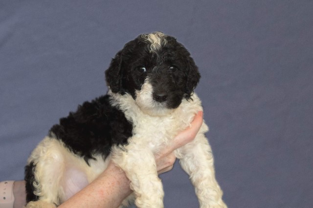 Poodle Standard puppy for sale + 62287