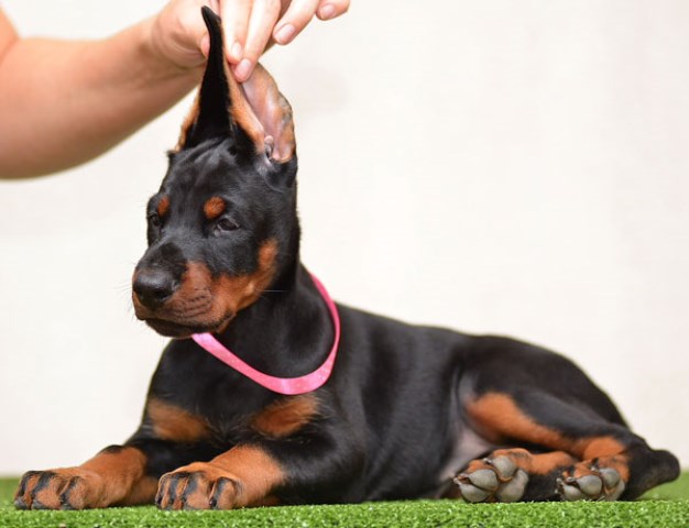 Doberman Pinscher puppy dog for sale in Memphis, Tennessee