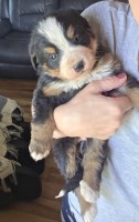 Bernese Mountain Bernese Mountain Dog for sale/adoption