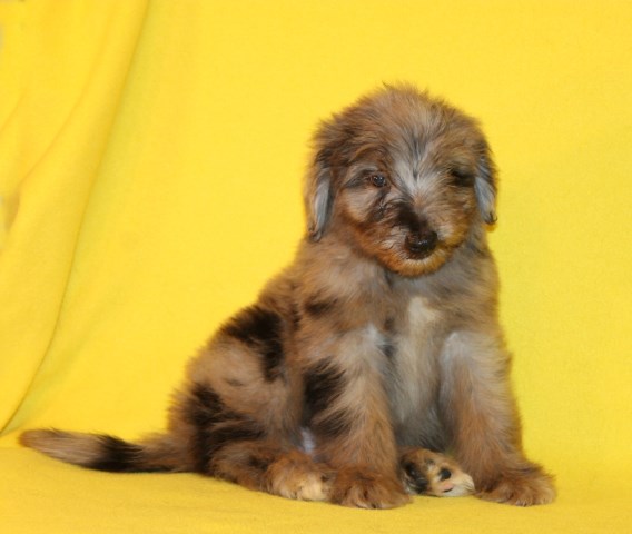 Labradoodle puppy for sale + 53662
