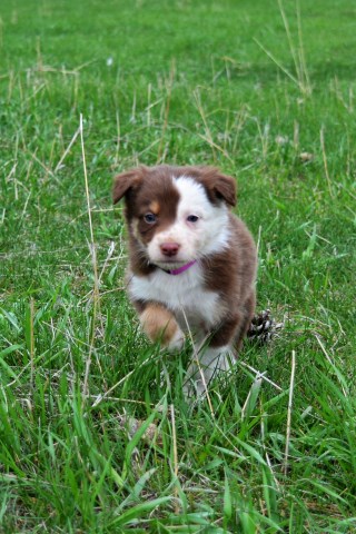 ABCA Registered Red Tri and Red Merle Border Collies