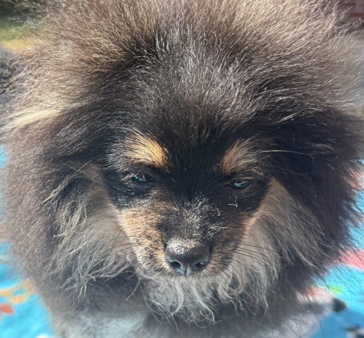 Pomeranian puppy for sale + 66297