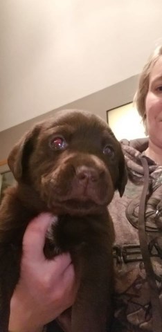 AKC Labrador Retriever Pups