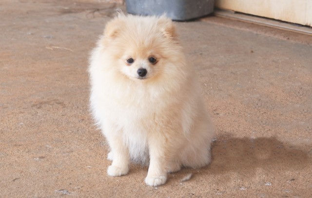 CKC Pomeranian (purebred) - SHANNON, female