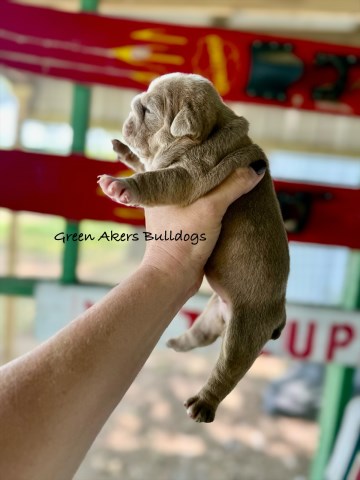 English Bulldog, F, Fawn w/blaze, gen tested CLEAR