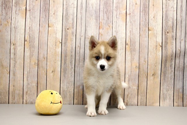 Pomsky puppy for sale + 50640