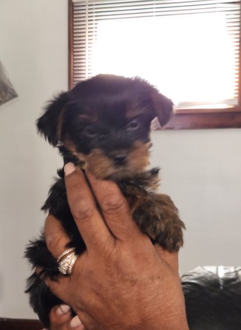 Tiny Adorable  Yorkie female for sale