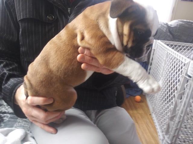 English Bulldog puppy for sale + 56483