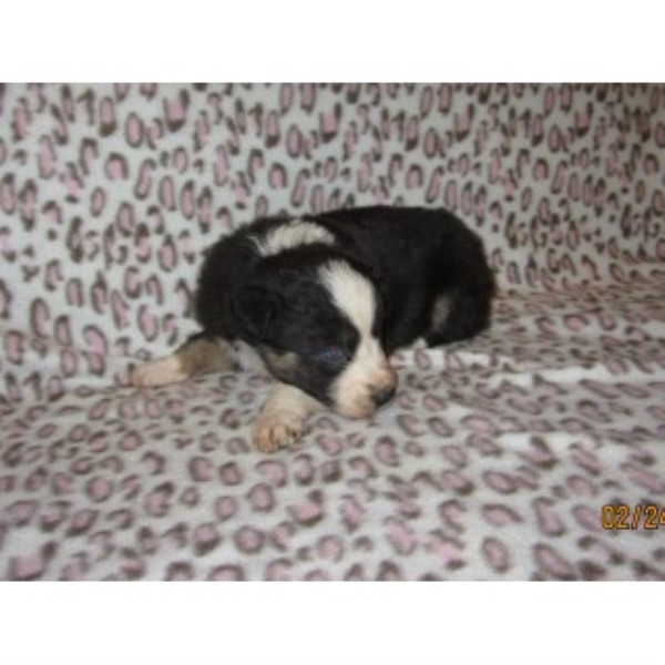 Black Tri Australian Shepherd Puppy