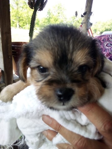 Shih Tzu puppy for sale + 64843
