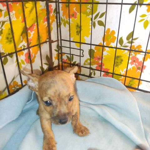 Chihuahua puppy for sale + 66525