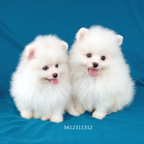 Ice White Bear Pomeranian puppies