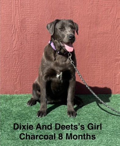 AKC Charcoal Female Labrador Puppy