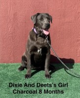 AKC Charcoal Female Labrador Puppy Labrador Retriever for sale/adoption