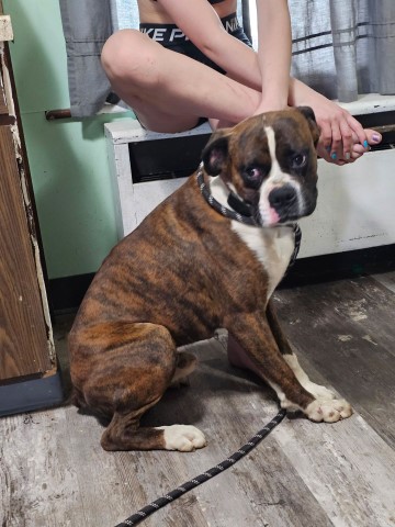 Boxer puppy for sale + 66202