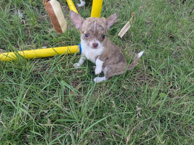 Chihuahua puppy for sale + 66986