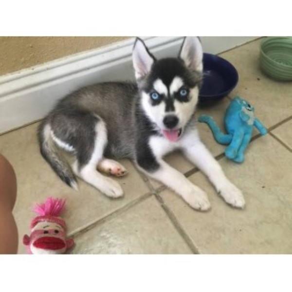 Siberian Husky puppy for sale + 46287