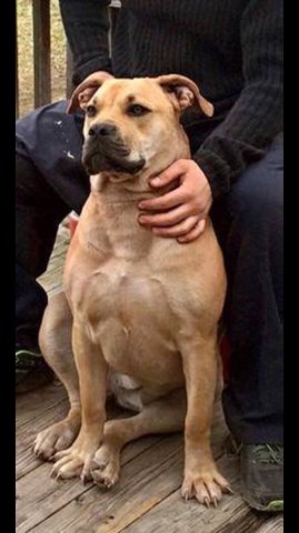 EVERGREEN AZRA - adult boerboel for sale