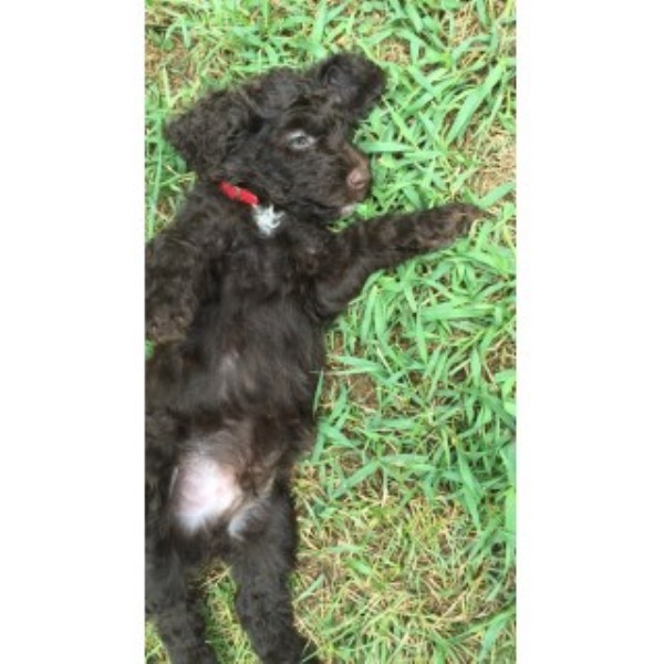 Poodle Standard puppy for sale + 46157