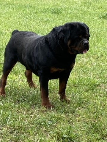 Rottweiler puppy for sale + 64594