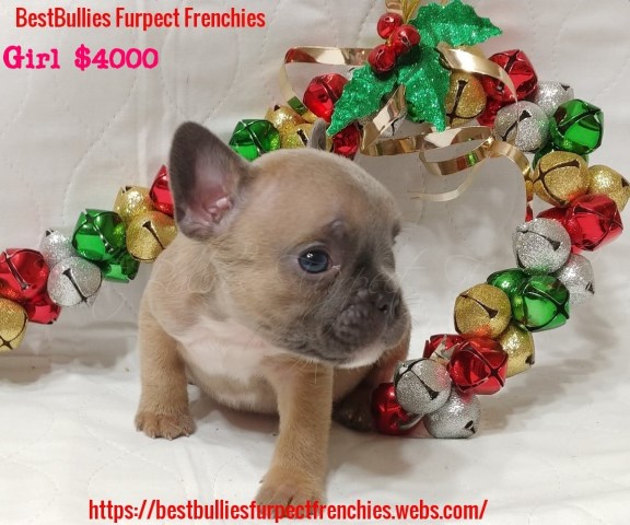 French Bulldog puppy for sale + 54731