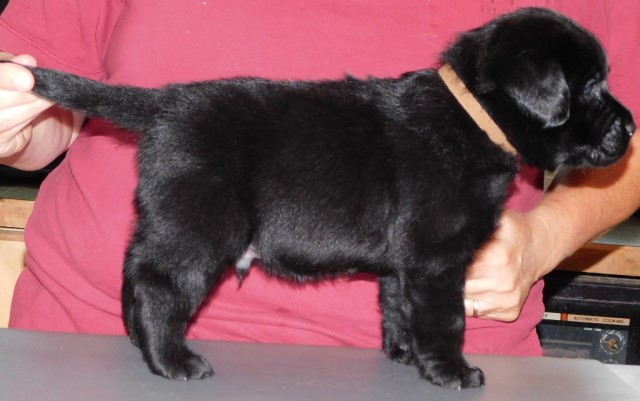 Labrador Retriever puppy for sale + 62124